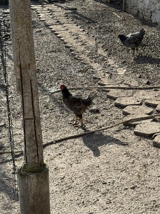 Млади петлета за месо