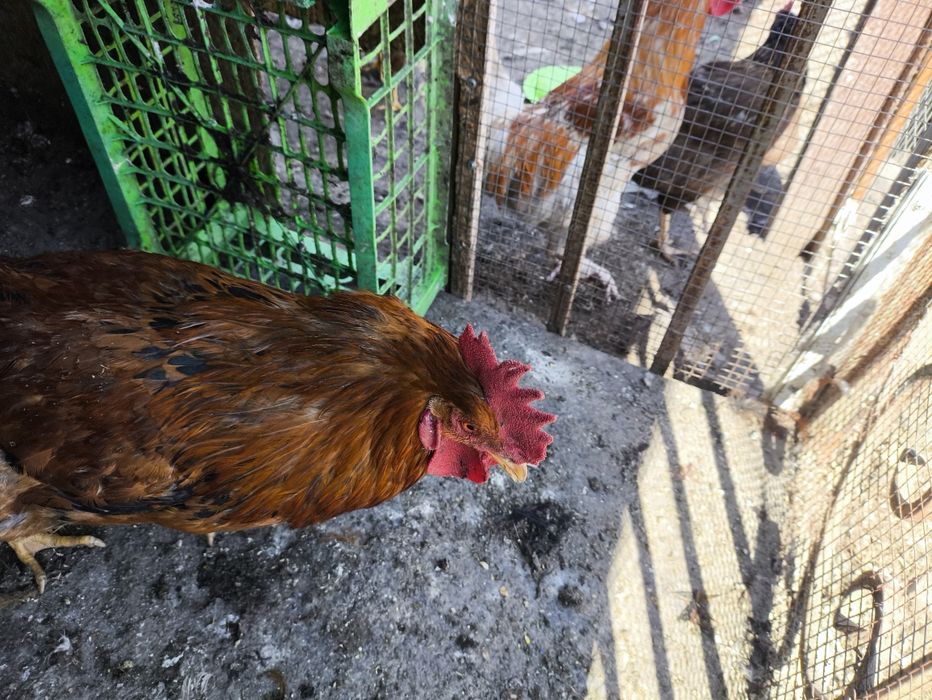 Продается коричнево черный петух