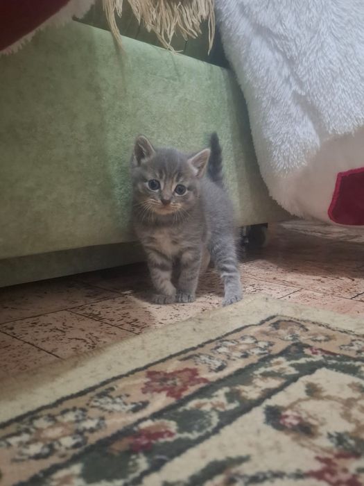 Котята британские