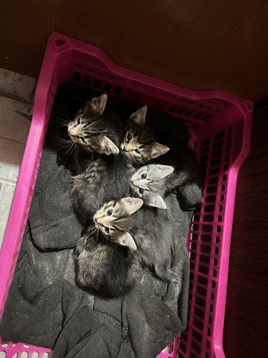 Котята в добрые руки