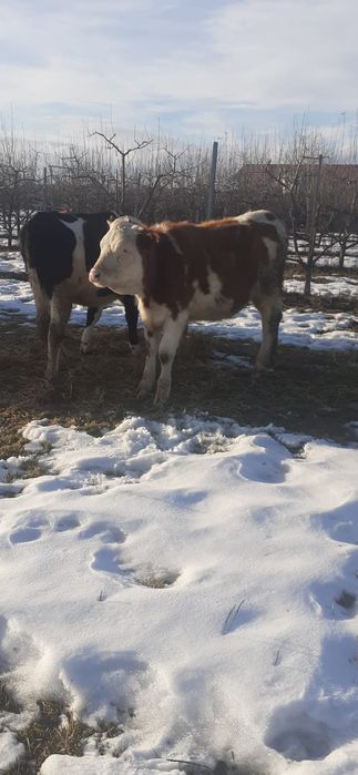 Balțată Românească 5200bucata