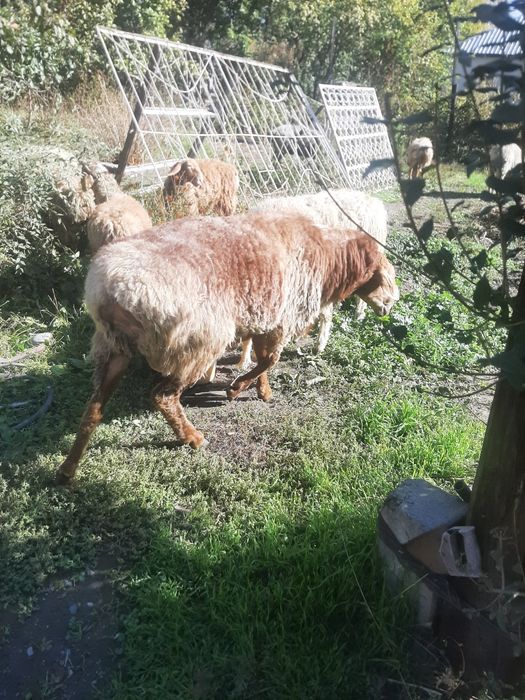 Қошқар сатылады . Продам кушкар