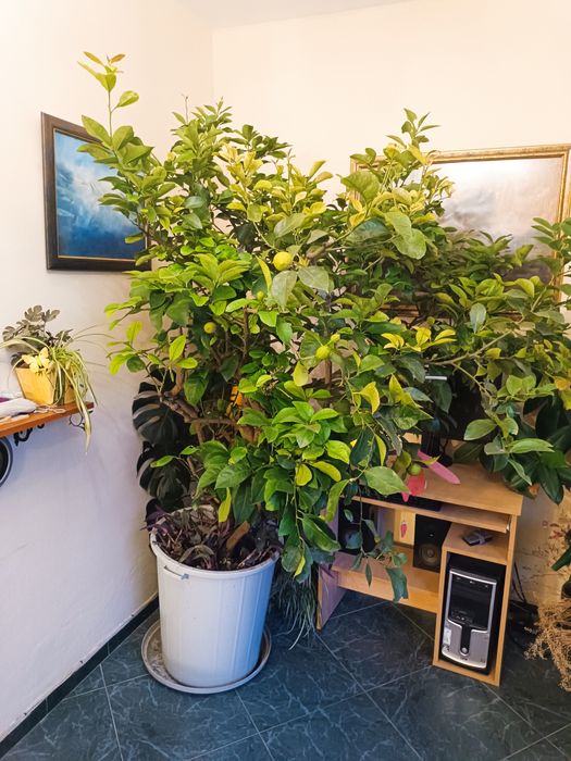 Лимоново дърво 40 години