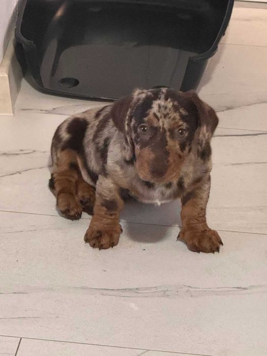 Продавам Мъжки Мраморен Дакел