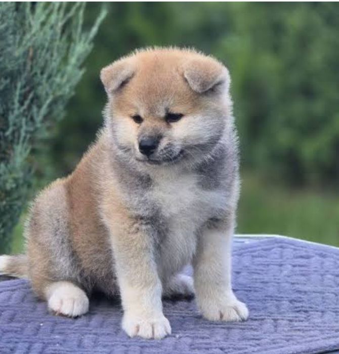 Щенок Акиты -ину девочка