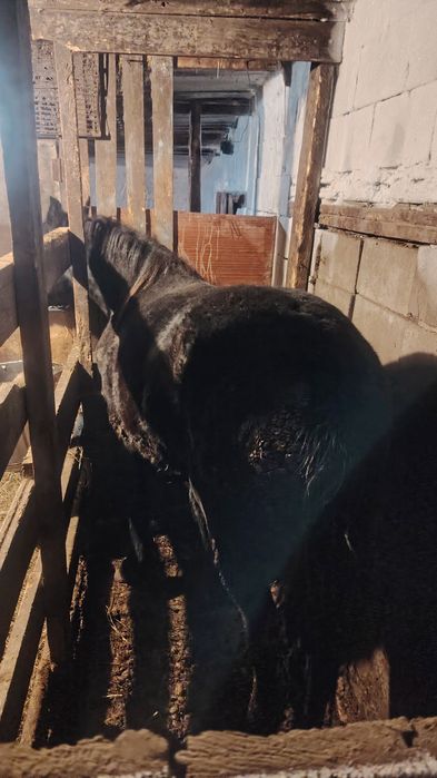 Продам лошадь с откорма.