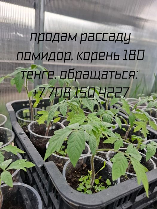 Рассада помидор Бобкат