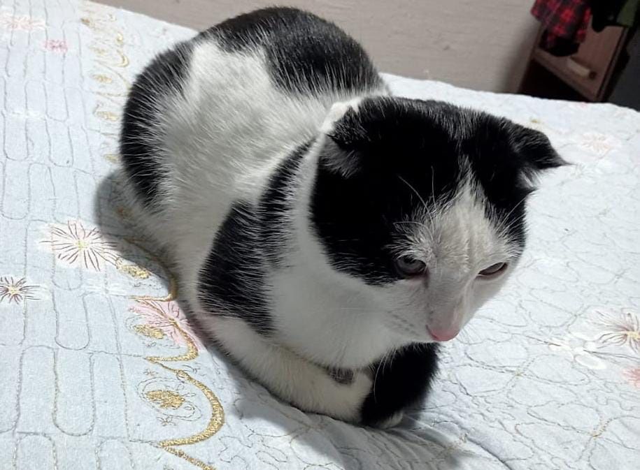 Шотландский вислоухий кот