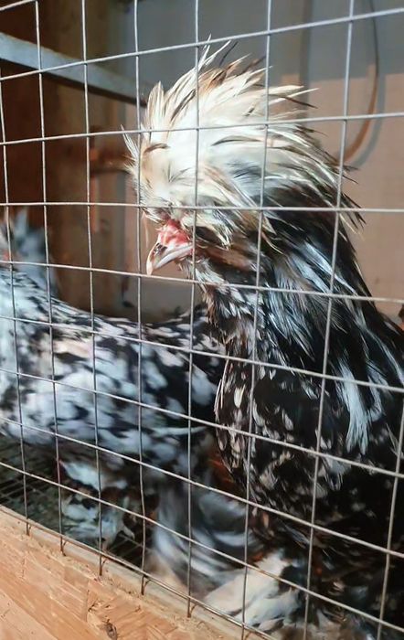 Султанка тауықтары