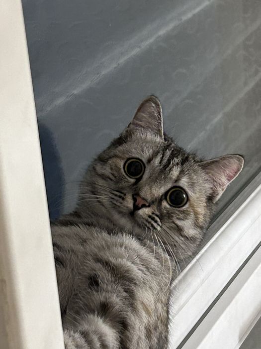 Отдам кошку в добрые руки