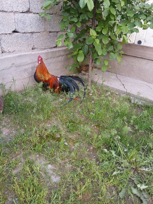 Феникс яйцо продам одна штука по 1000тг