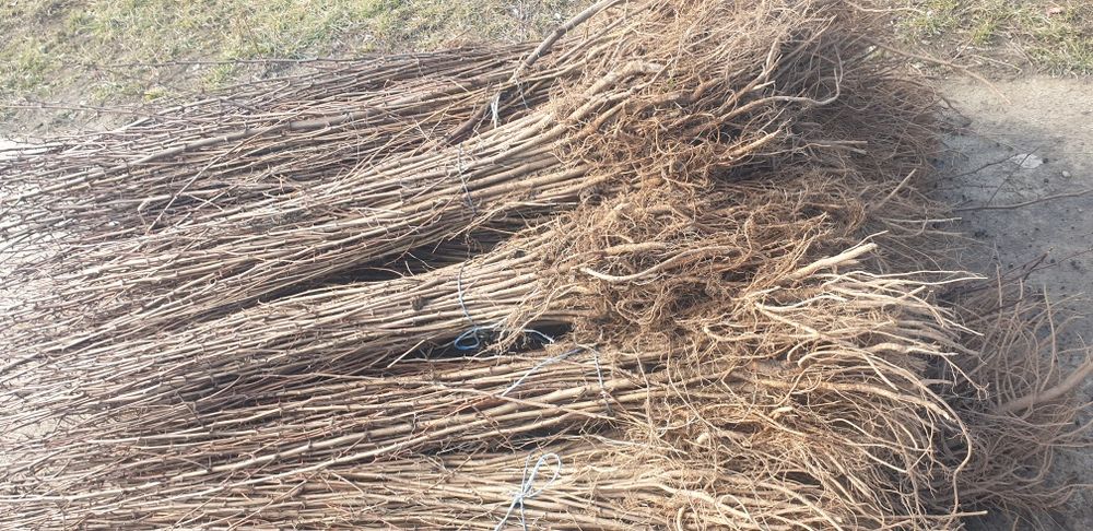 puieți  salcâm la preț bun.