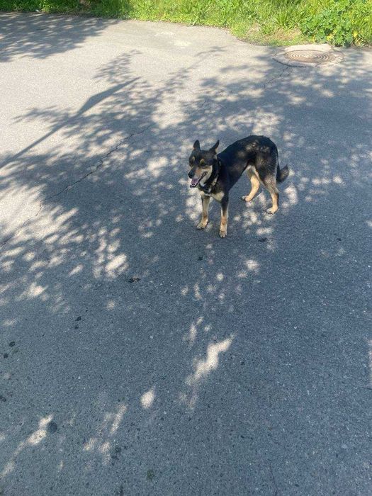 Найдена собака-потеряшка с ошейником