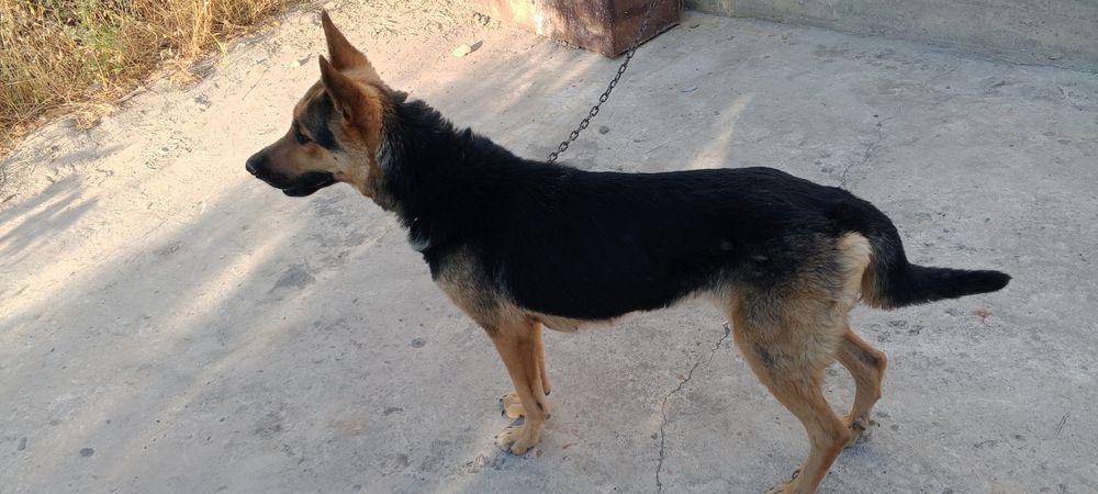 Nemiski afcharka 1 yosh