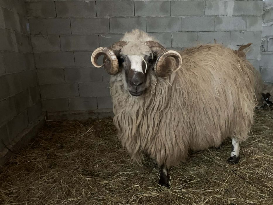 Vand berbec,3 ani,brez