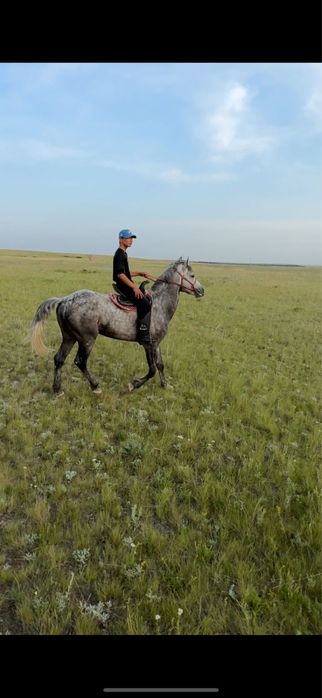 Айгыр . Жеребец .