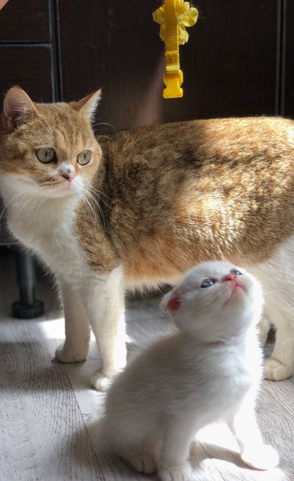 Вислоухие котята