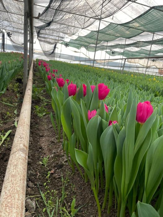 Тюльпаны оптом Шымкент