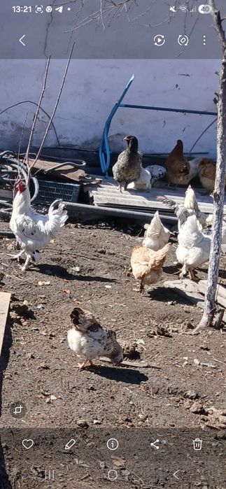 Петухи продаётся