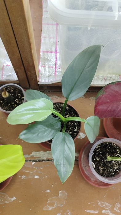 Продаются домашние цветы