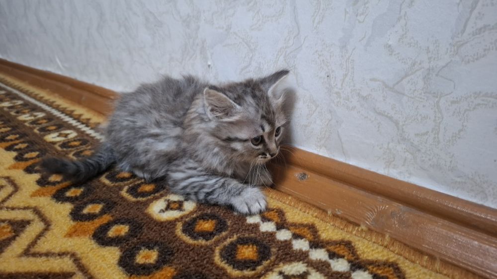 Отдам котят полупородистых