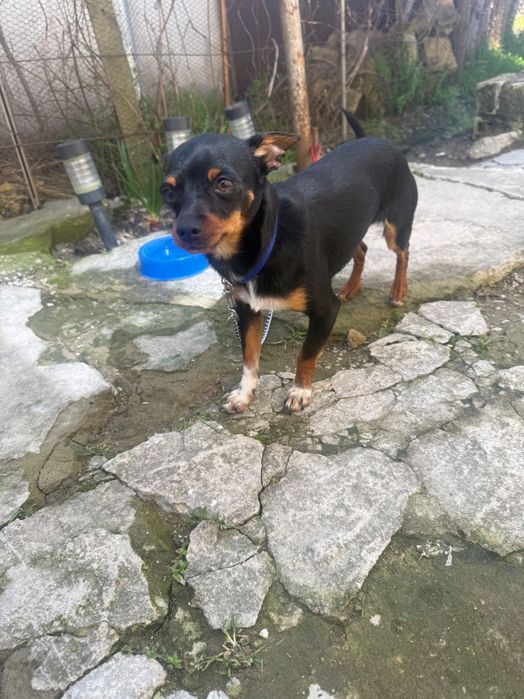 Мъжки пинчер на 11 месеца