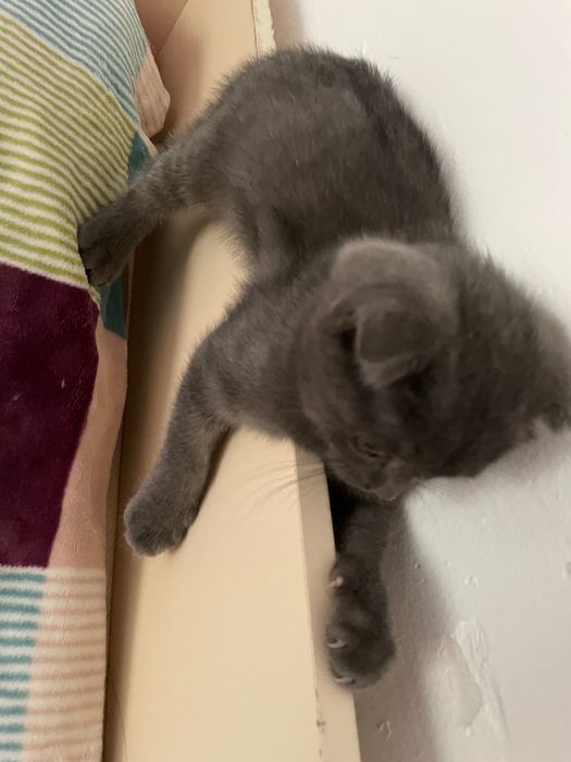 Котенок в добрые руки