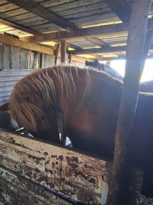 Vand mânza de 1,5 ani 1,60 la greabăn si mânz armasar de 5 luni