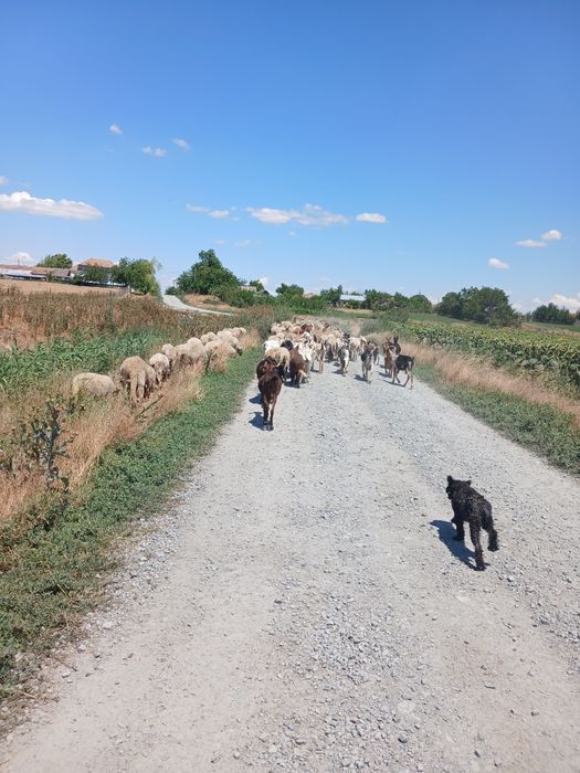 Vand capre si oi pentru taiere