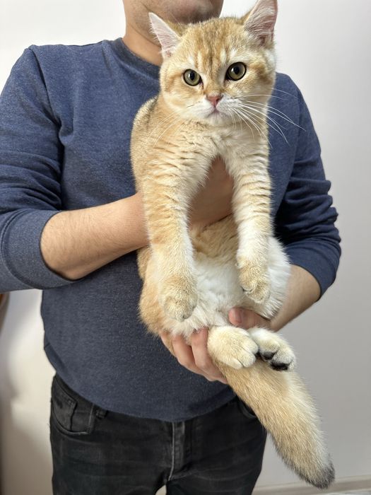 Brtanska shinshila sotlad