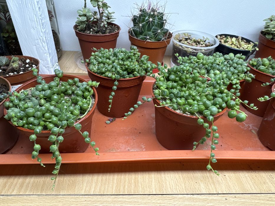 Продам крестовник Роули!