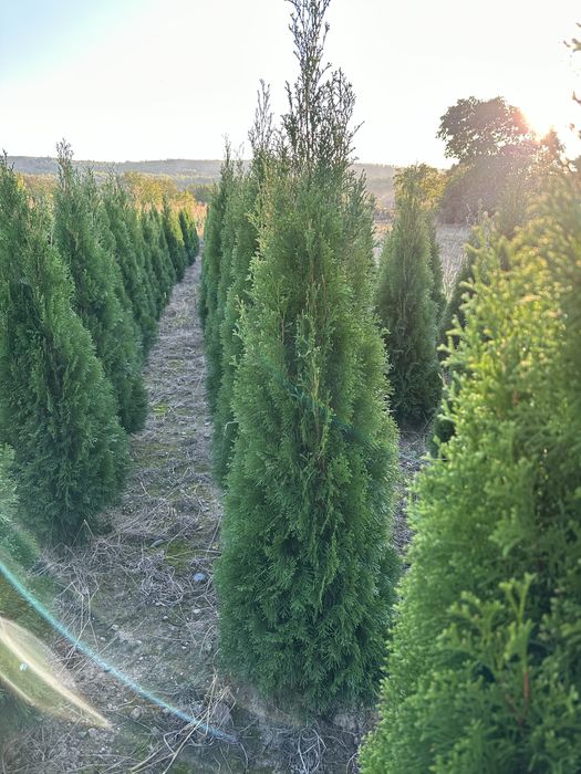 Tuia Smaragd 1,5 m - 2,5 m