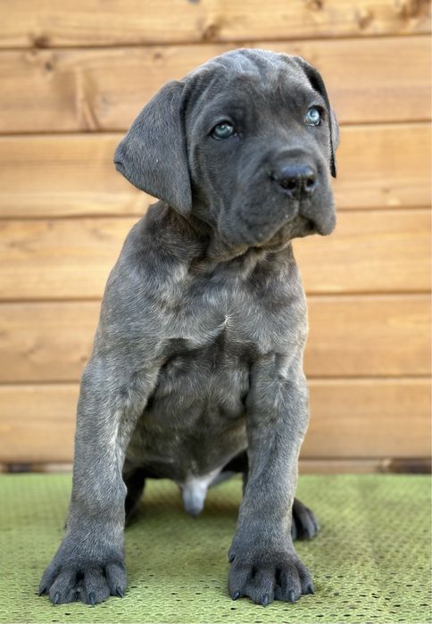 Кане корсо кученца