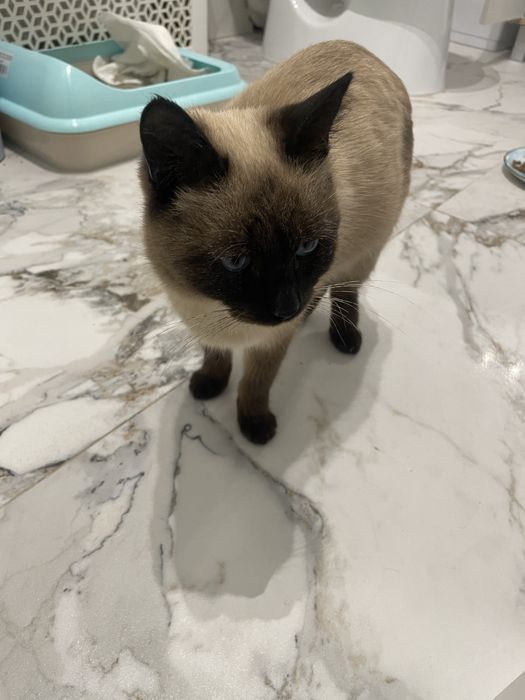 Отдам кота в хорошие руки