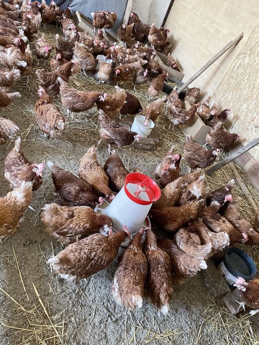 Gaini rosii ouatoare Isa Brown, Belcești!