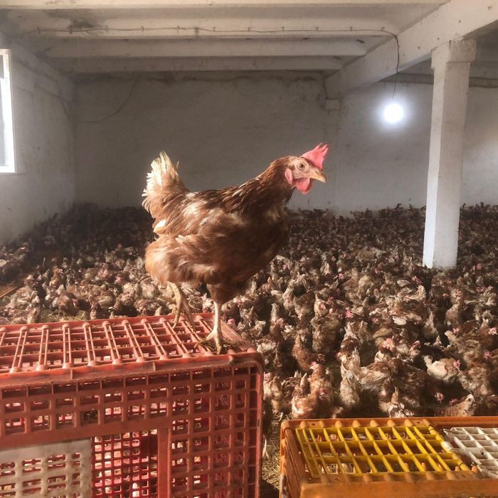 Gaina rosii ouatoare gaini albe de carne