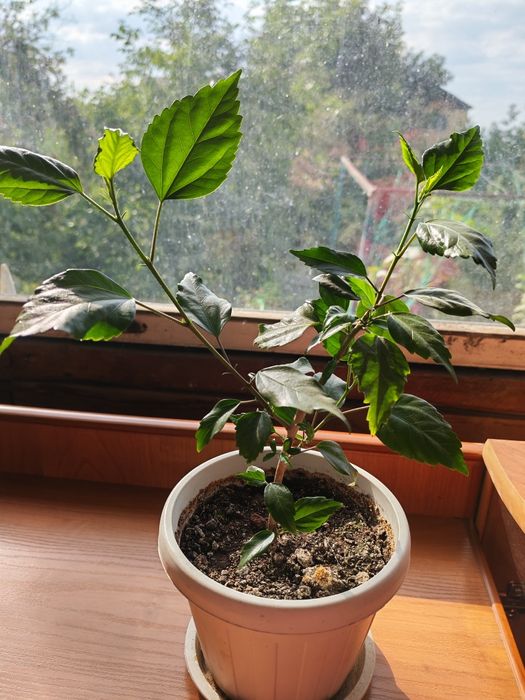 Продаю гибискус (китайская роза)