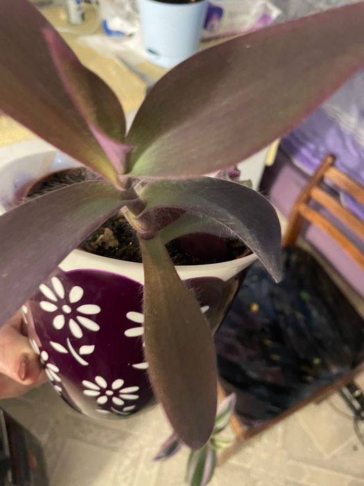 Продам домашние цветы