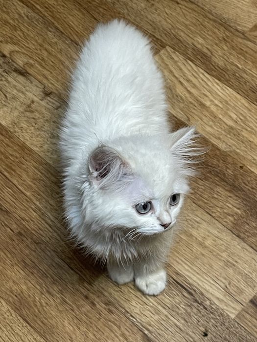 Продам кота мальчик
