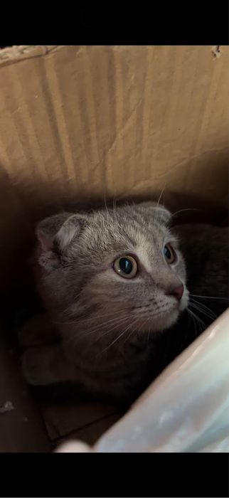 Отдам котенка девочку
