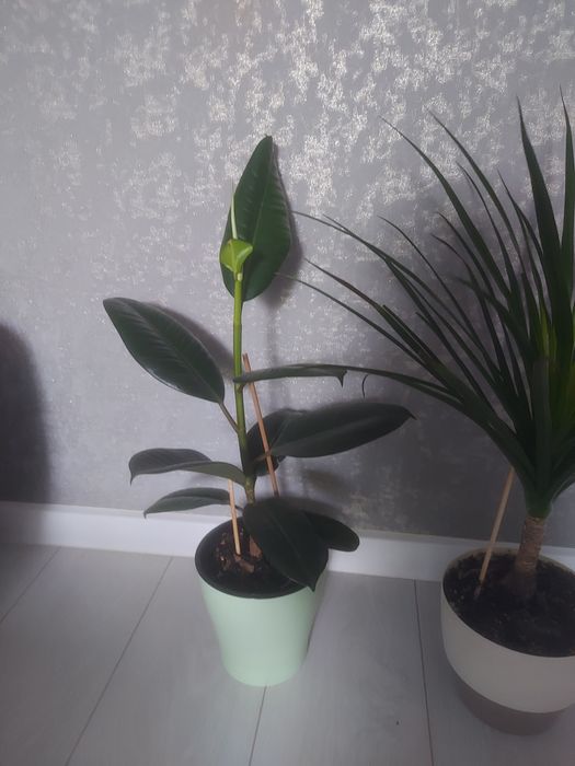 Продам Цветы комнатные ,фикус.
