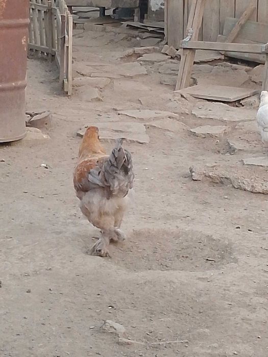 Петушки молодые. Брамм