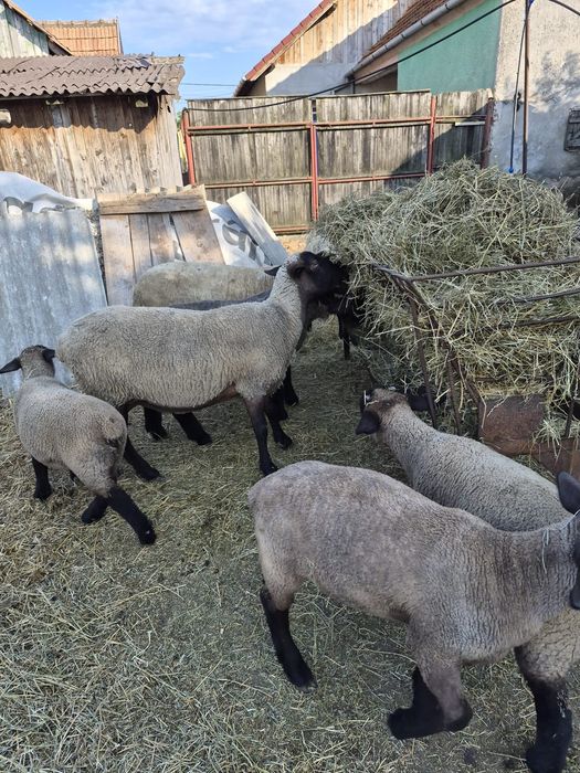 Vand oi, miei, berbeci Suffolk