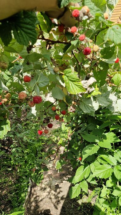 Продам дачу в с/т Локомотив