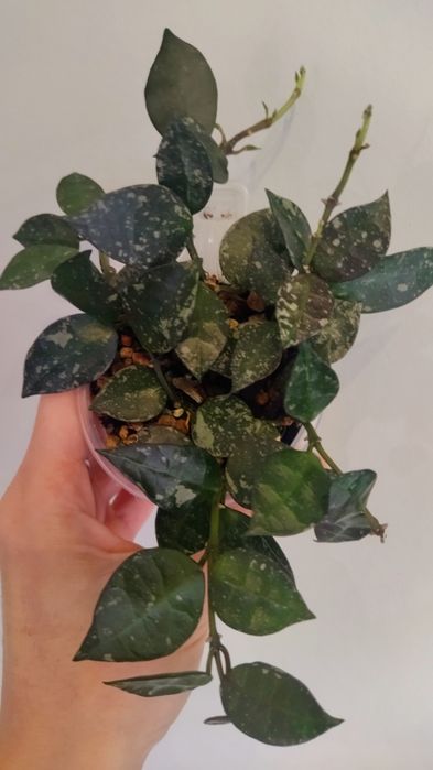 Хойя nabawanensis, Пахиклада альба, Лиза и др