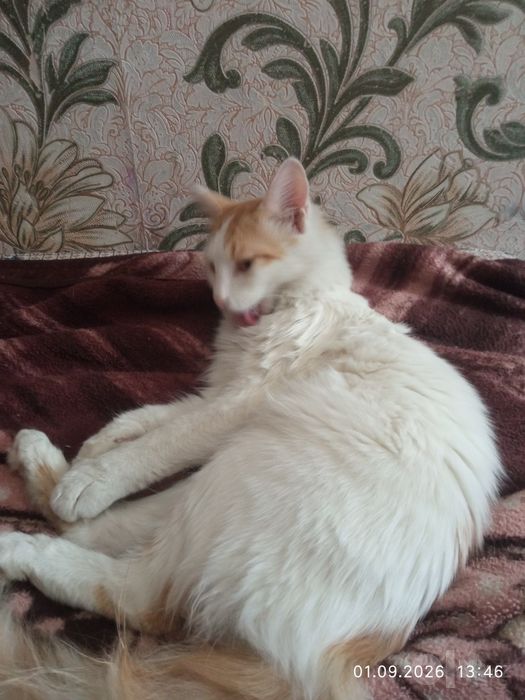 Молодой домашний кот в дар
