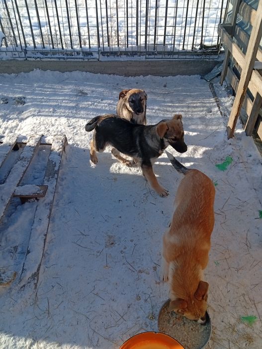 Отдам даром щенков