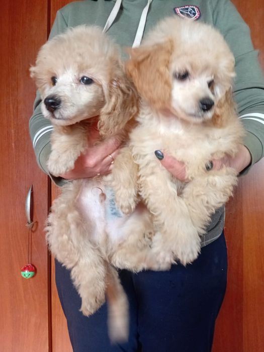 Щенкок Той пуделя мальчик