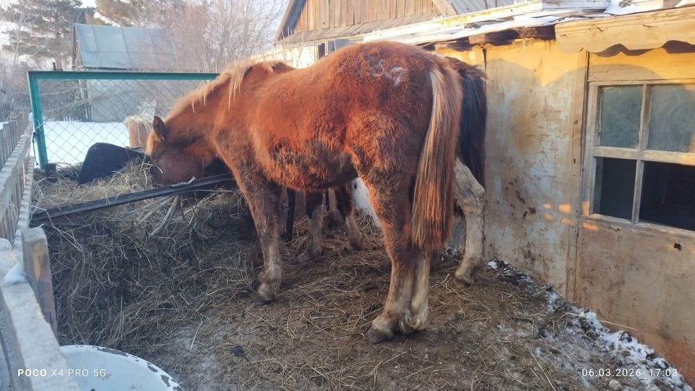 Жеребец 1.8 справный