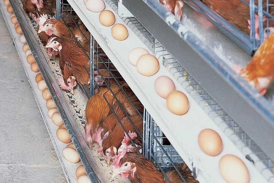 Куры несушки,несуться каждый день.